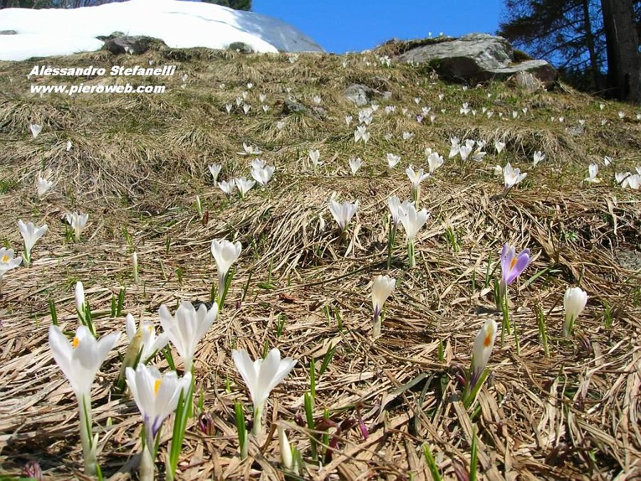 25 Crocus aperti al pomeriggio.JPG